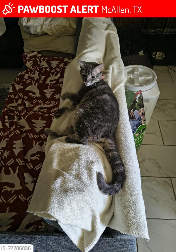 Lost Female Cat last seen Two blocks away from Rayburn elementary , McAllen, TX 78504