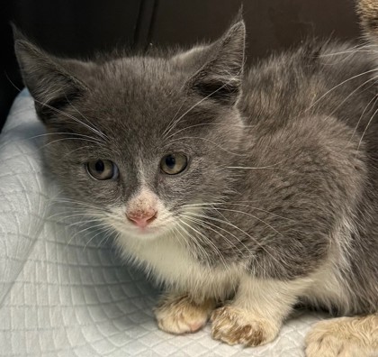 Shelter Stray Male Cat last seen Oakland, CA 94603, Oakland, CA 94601