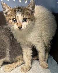 Shelter Stray Female Cat last seen Oakland, CA 94603, Oakland, CA 94601