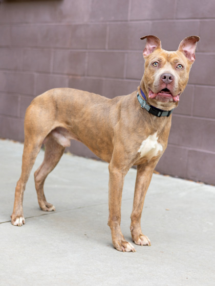 Shelter Stray Male Dog last seen Near Phillips Rd Lithonia, 30058, 30058, GA, Atlanta, GA 30341