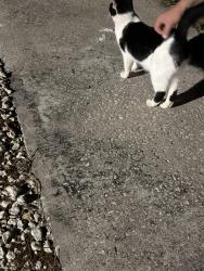 Found/Stray Unknown Cat last seen Springwood and landover, Spring Hill, FL 34609