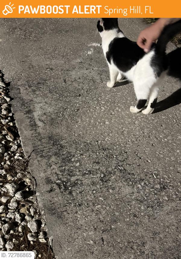 Found/Stray Unknown Cat last seen Springwood and landover, Spring Hill, FL 34609