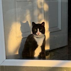 Reunited Male Cat last seen Braxton St and Manor Pkwy, Uniondale, NY 11553