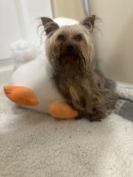 Found/Stray Male Dog last seen Near Brookstone lane Ona wv , Cabell County, WV 25545