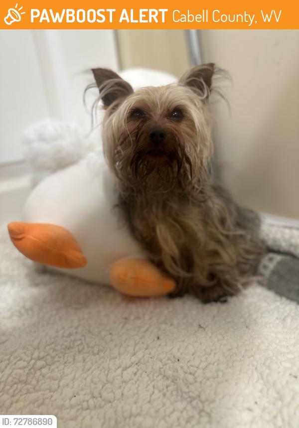 Found/Stray Male Dog last seen Near Brookstone lane Ona wv , Cabell County, WV 25545
