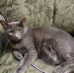 Lost Female Cat last seen Charles Ave NE, Warren, OH 44483