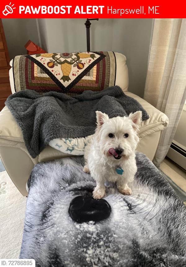 Lost Female Dog last seen Bay View Road, Harpswell, ME 04066