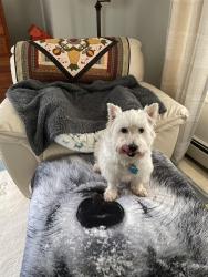 Lost Female Dog last seen Bay View Road, Harpswell, ME 04066