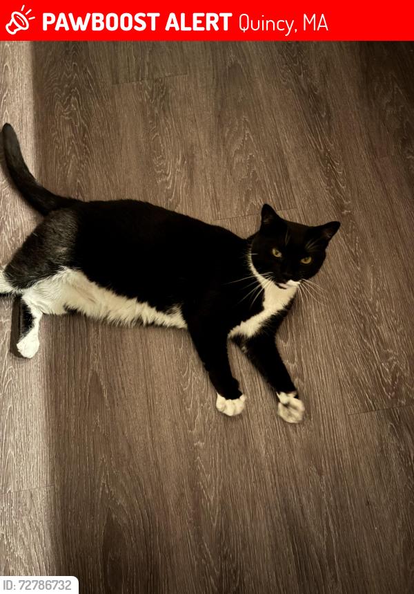 Lost Male Cat last seen Washington Street, Quincy, MA 02169