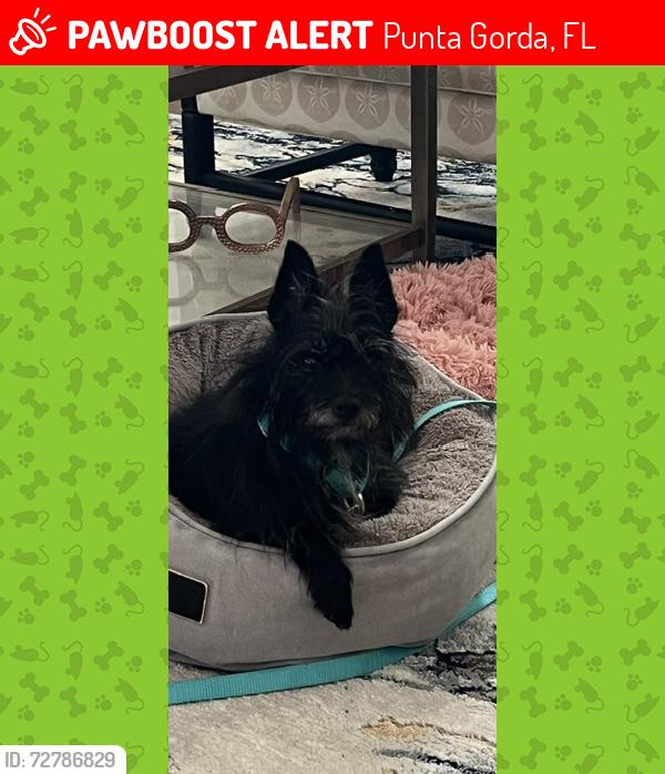 Lost Female Dog last seen Herons Glen country club, Punta Gorda, FL 33955