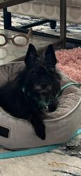 Lost Female Dog last seen Herons Glen country club, Punta Gorda, FL 33955