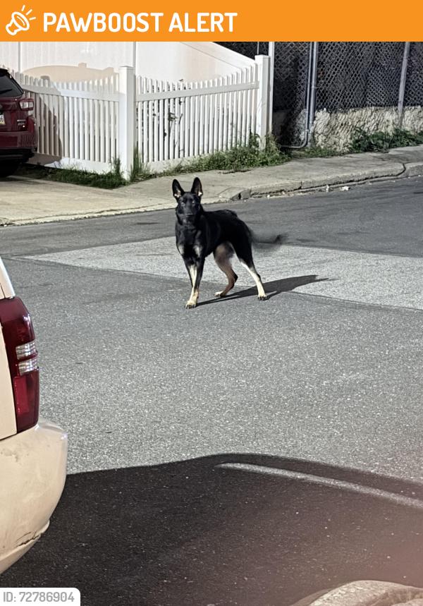 Found/Stray Unknown Dog last seen West Chester pike , Upper Darby Township, PA 19082