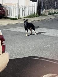 Found/Stray Unknown Dog last seen West Chester pike , Upper Darby Township, PA 19082