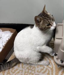 Found/Stray Male Cat last seen Shaw Avenue and Fresno Street, Fresno, Ca, on the pet food shelf at CVS pharmacy. , Fresno, CA 93710