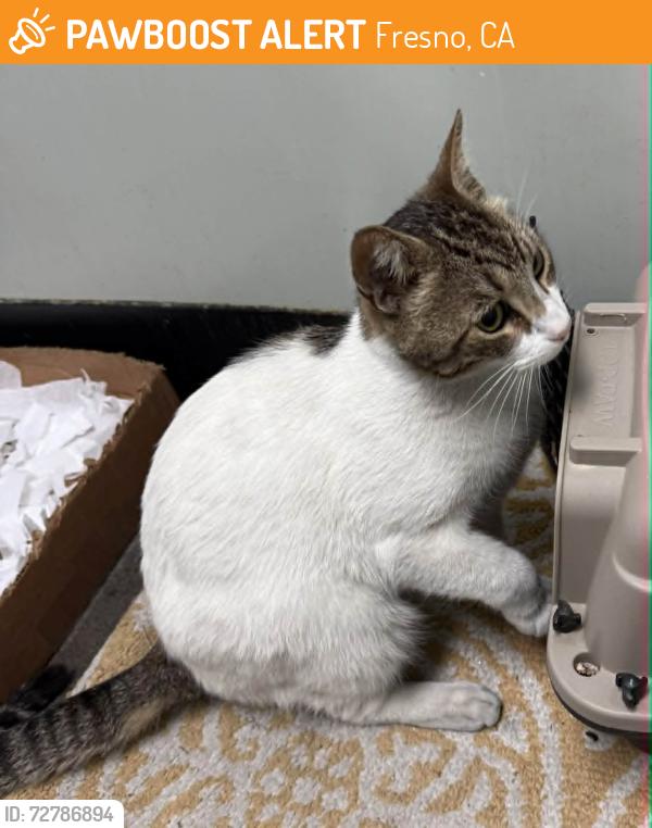 Found/Stray Male Cat last seen Shaw Avenue and Fresno Street, Fresno, Ca, on the pet food shelf at CVS pharmacy. , Fresno, CA 93710