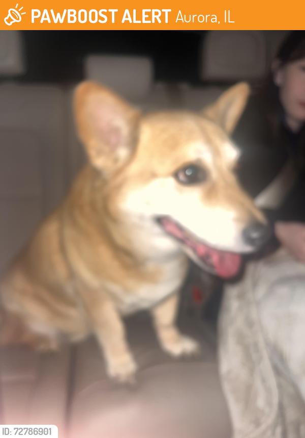 Found/Stray Unknown Dog last seen Near Bangor lane, Aurora , Aurora, IL 60504