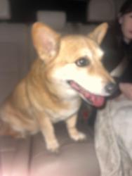Found/Stray Unknown Dog last seen Near Bangor lane, Aurora , Aurora, IL 60504