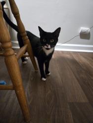 Found/Stray Male Cat last seen Phantom Blvd, Virginia Beach, VA 23454