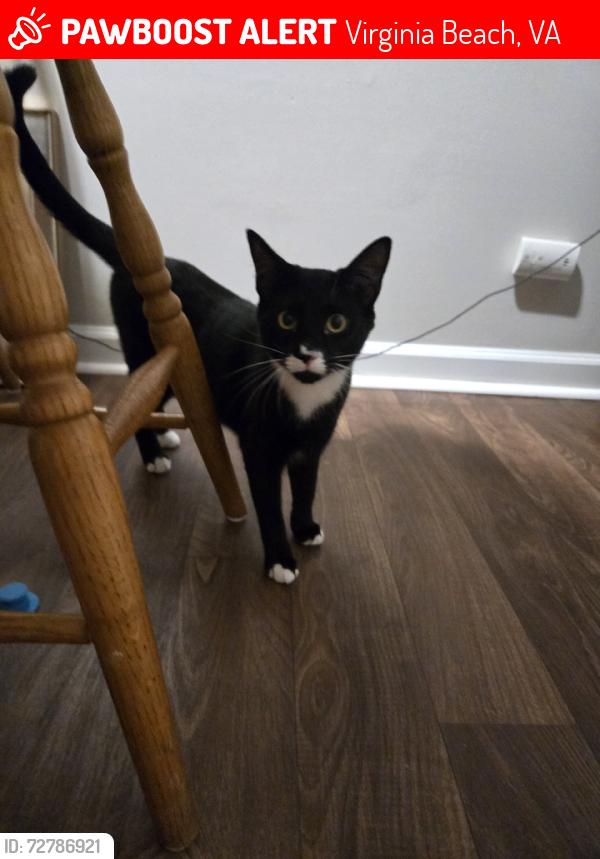 Found/Stray Male Cat last seen Phantom Blvd, Virginia Beach, VA 23454