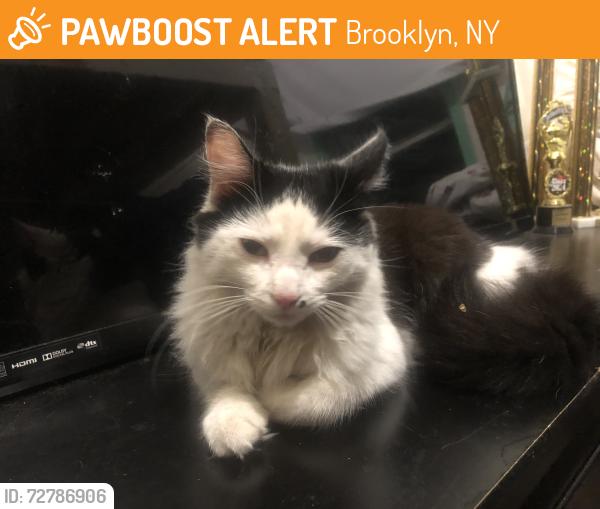 Found/Stray Male Cat last seen Near Weirfield street, Brooklyn, NY 11385