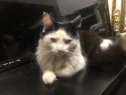 Found/Stray Male Cat last seen Near Weirfield street, Brooklyn, NY 11385