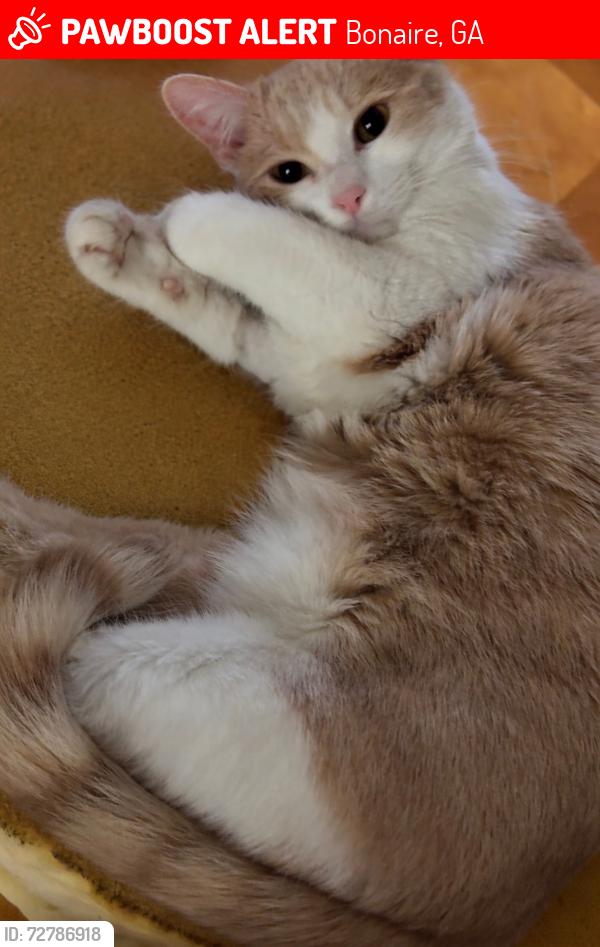 Lost Male Cat last seen Hwy 96 / Mt. Zion Rd, Bonaire, GA 31005