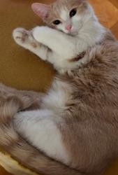 Lost Male Cat last seen Hwy 96 / Mt. Zion Rd, Bonaire, GA 31005