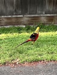 Found/Stray Male Bird last seen Near Castro Valley high school , Castro Valley, CA 94546