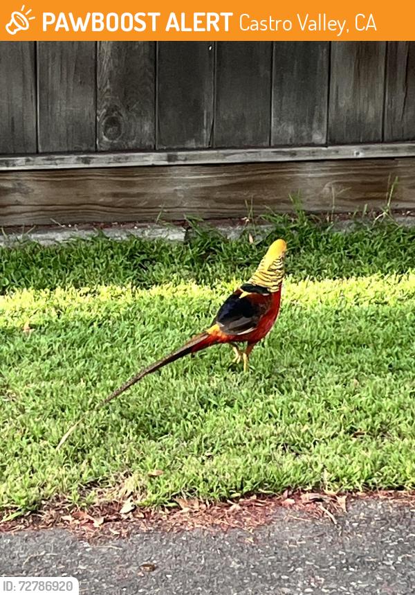 Found/Stray Male Bird last seen Near Castro Valley high school , Castro Valley, CA 94546