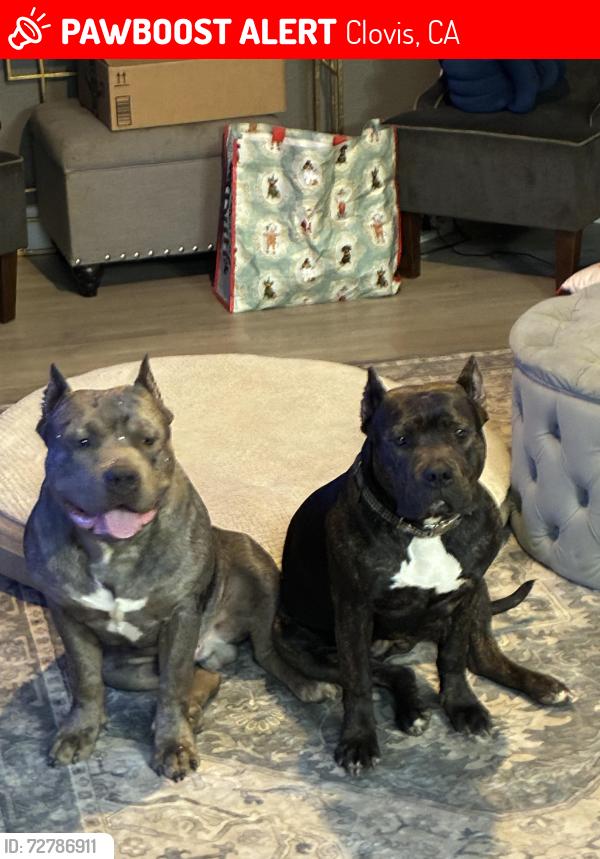 Lost Female Dog last seen Bullard and Fowler , Clovis, CA 93612