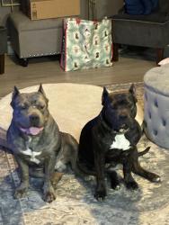 Lost Female Dog last seen Bullard and Fowler , Clovis, CA 93612