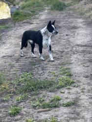 Found/Stray Male Dog last seen Maxwell c through S highway 395, Hermiston, OR 97838