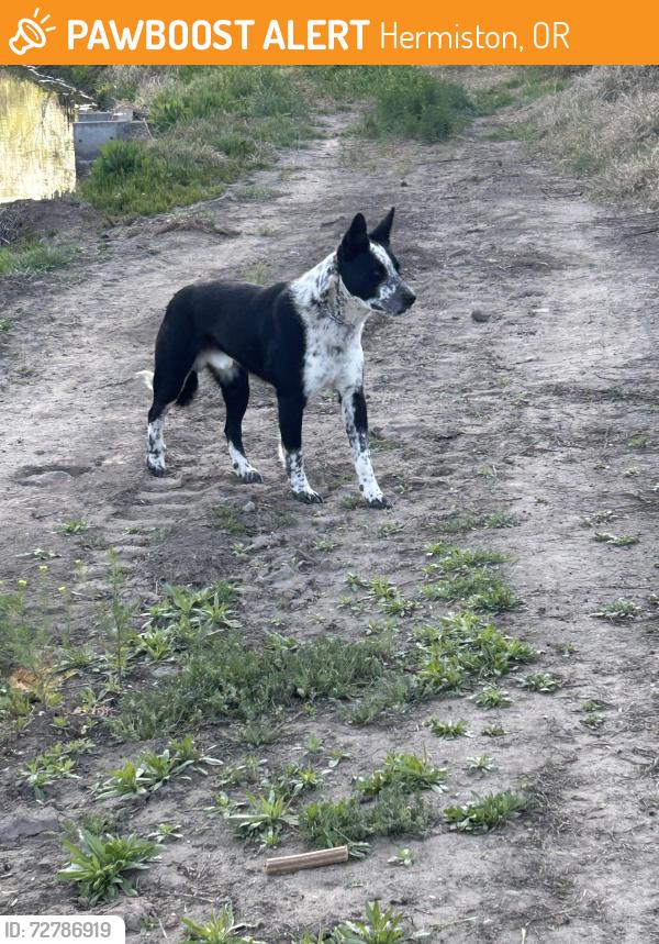 Found/Stray Male Dog last seen Maxwell c through S highway 395, Hermiston, OR 97838