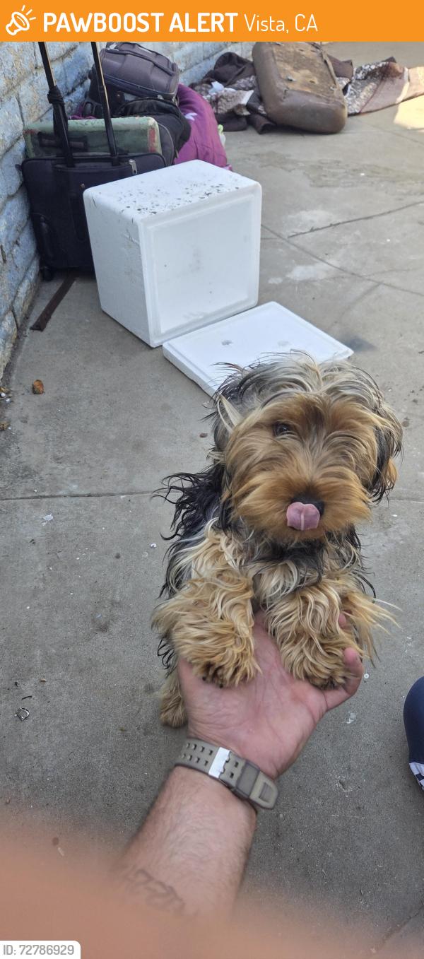 Found/Stray Female Dog last seen Lemon ave and raintree place, Vista, CA 92084