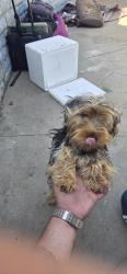 Found/Stray Female Dog last seen Lemon ave and raintree place, Vista, CA 92084