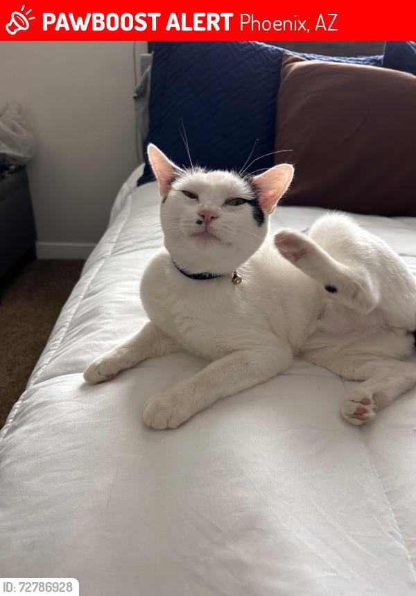 Lost Female Cat last seen Sonoran Desert Parkway and North Valley Park Way , Phoenix, AZ 85085