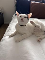 Lost Female Cat last seen Sonoran Desert Parkway and North Valley Park Way , Phoenix, AZ 85085