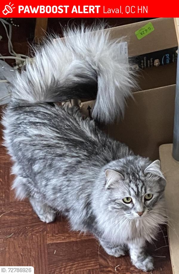 Lost Female Cat last seen Rue de Pontmain, boul. des Prairies, Laval, QC H7N