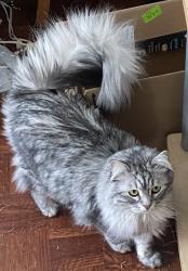 Lost Female Cat last seen Rue de Pontmain, boul. des Prairies, Laval, QC H7N