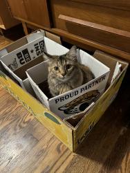 Lost Female Cat last seen Charles and Montrose , Knoxville, TN 37918