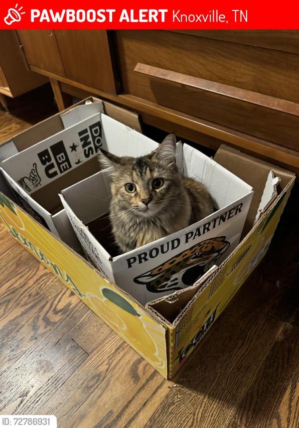 Lost Female Cat last seen Charles and Montrose , Knoxville, TN 37918