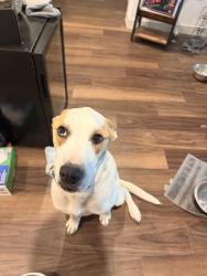 Lost Female Dog last seen Near England Street, Fate, TX, USA By the elementary school , Fate, TX 75189