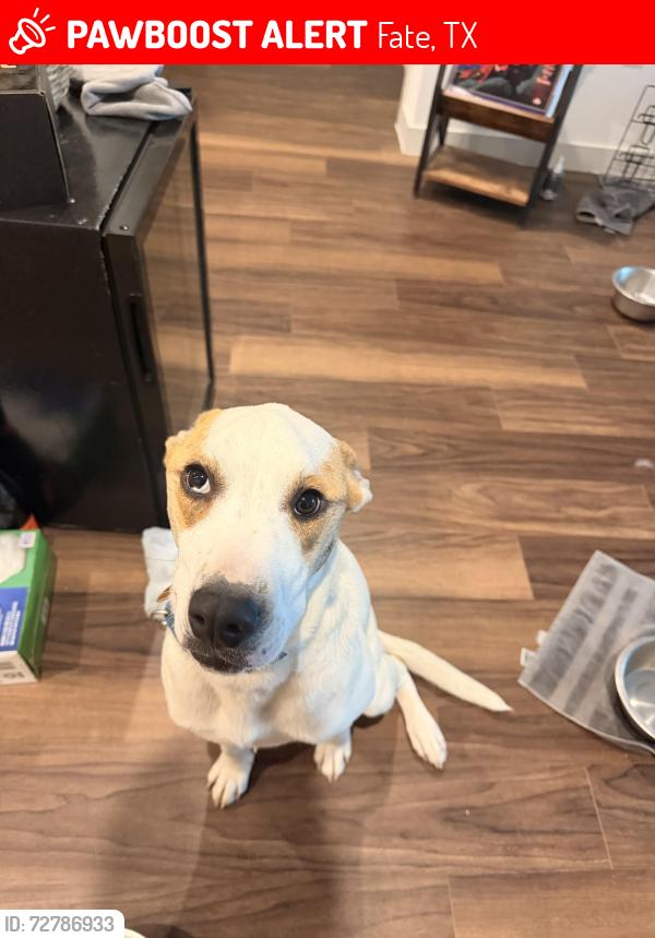 Lost Female Dog last seen Near England Street, Fate, TX, USA By the elementary school , Fate, TX 75189