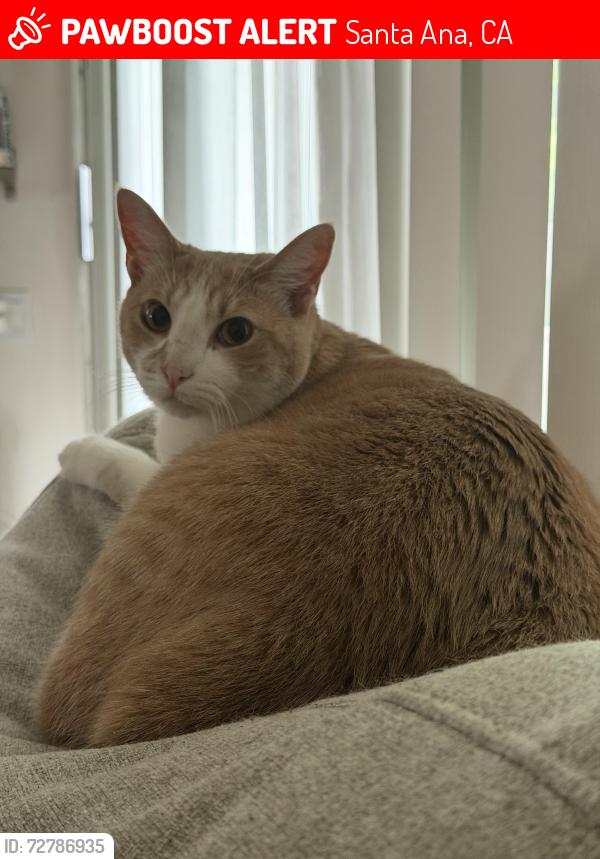 Lost Female Cat last seen Fairview St, Santa Ana, CA 92704
