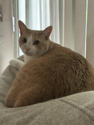 Lost Female Cat last seen Fairview St, Santa Ana, CA 92704