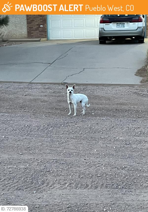 Found/Stray Unknown Dog last seen West Meadowmoor dr and Rolling Prarie, Pueblo West, CO 81007