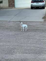 Found/Stray Unknown Dog last seen West Meadowmoor dr and Rolling Prarie, Pueblo West, CO 81007
