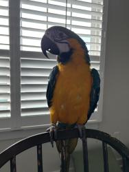 Lost Female Bird last seen Great dismal swamp, Chesapeake, VA 23320
