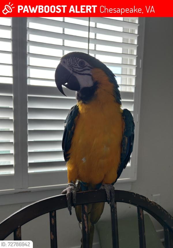 Lost Female Bird last seen Great dismal swamp, Chesapeake, VA 23320