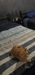 Lost Male Cat last seen Rhodes St. , New Orleans, LA 70131